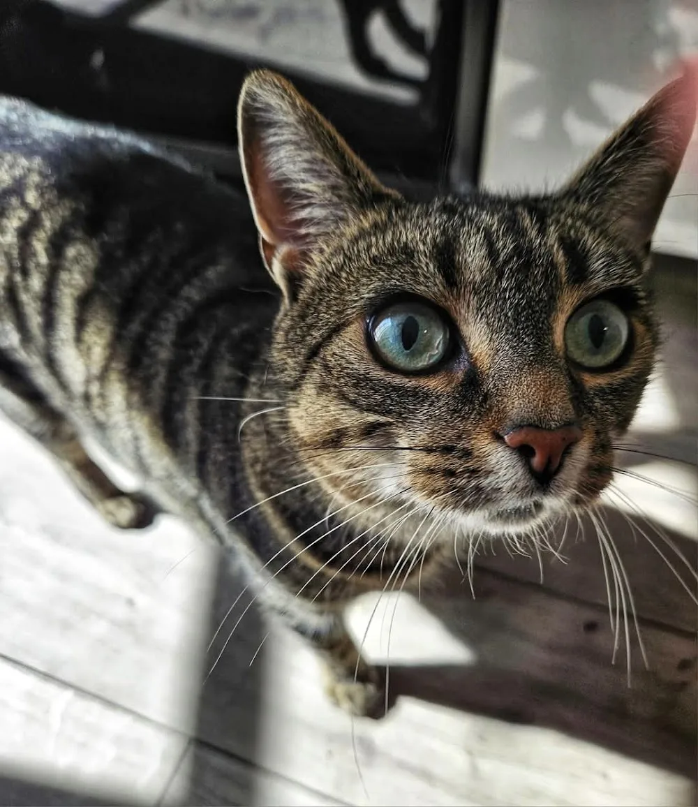 Airport Cattery - Ireland pet otel görseli 6