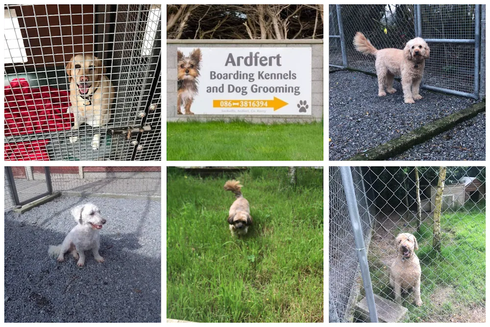 Ardfert Boarding Kennels and Cattery - Ireland pet otel görseli 6