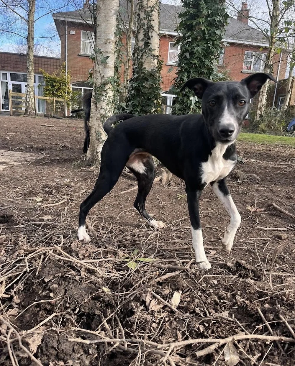 Bridle House Hounds - Ireland pet otel görseli 2