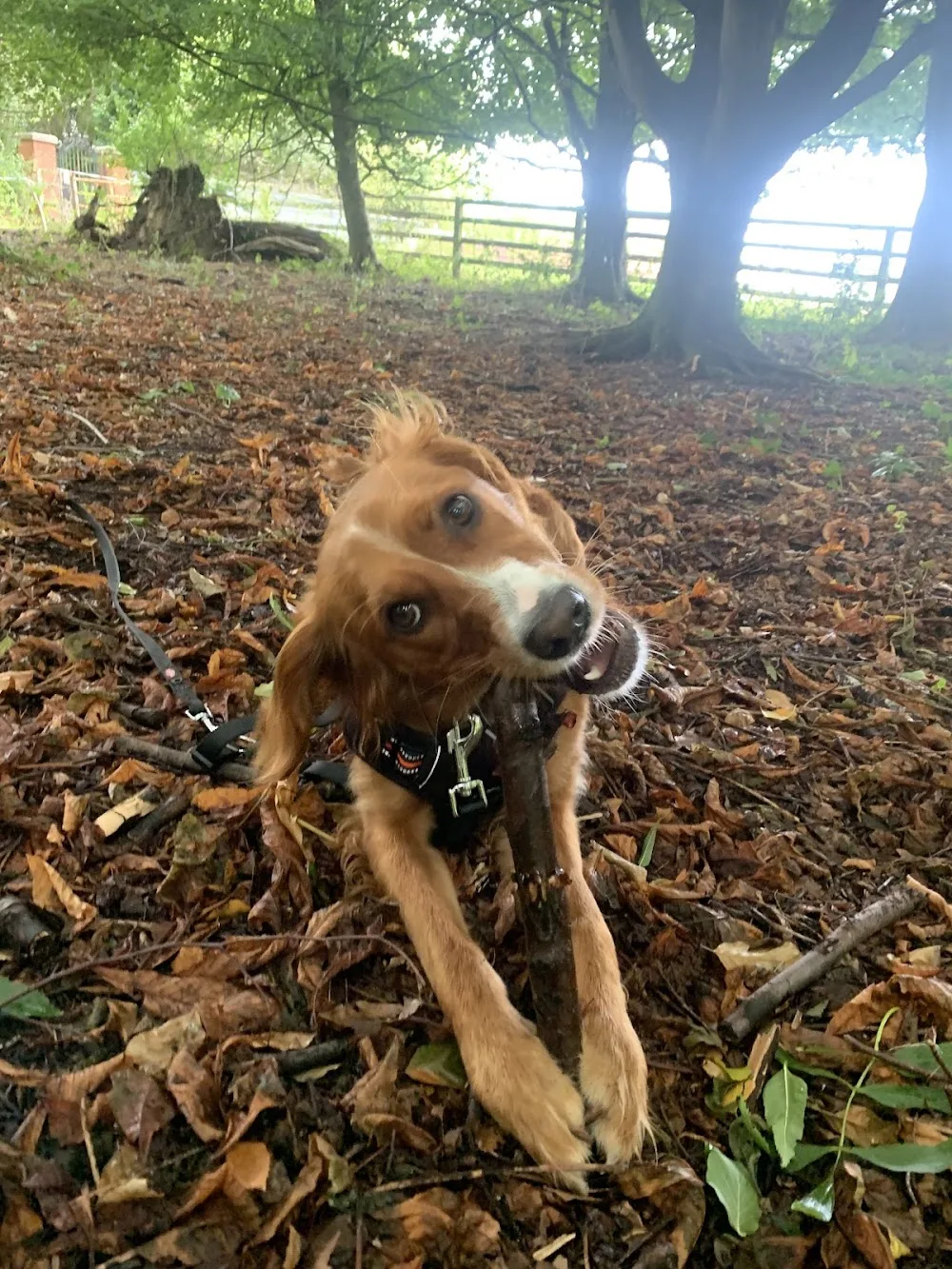 Bridle House Hounds - Ireland pet otel görseli 3
