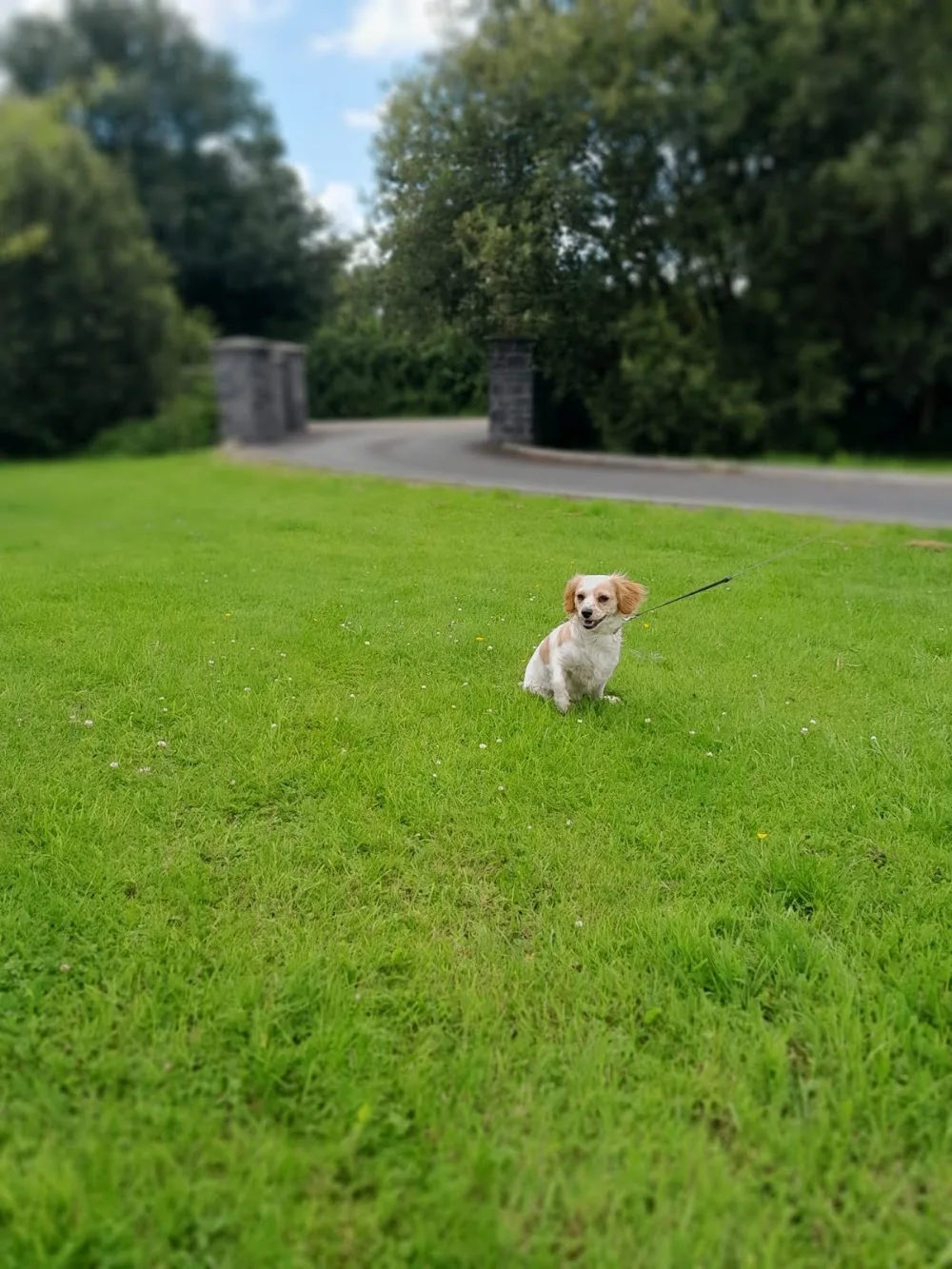 Byrne's Boarding Kennels - Ireland pet otel görseli 10