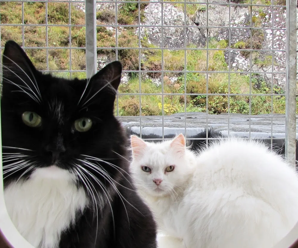Castlerock Cattery - Ireland pet otel