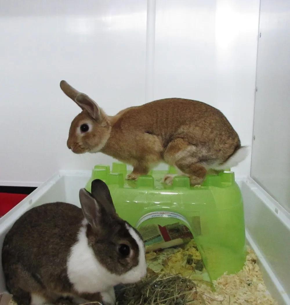 Castlerock Cattery - Ireland pet otel görseli 3