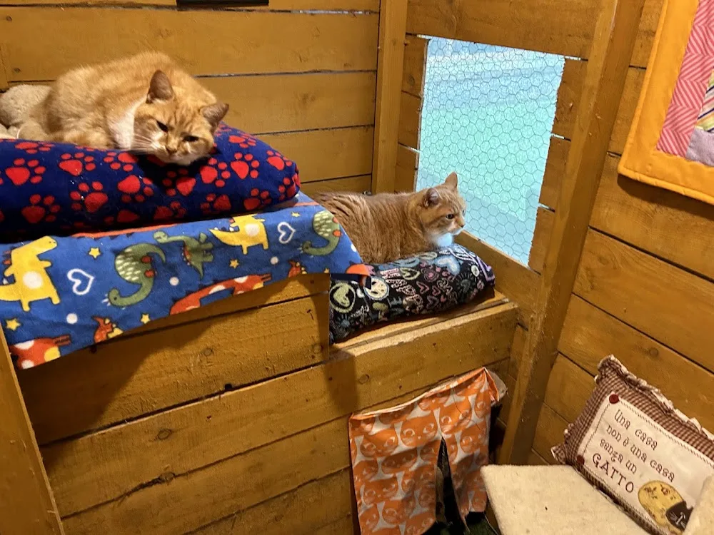 Cattery Cottage - Ireland pet otel görseli 7