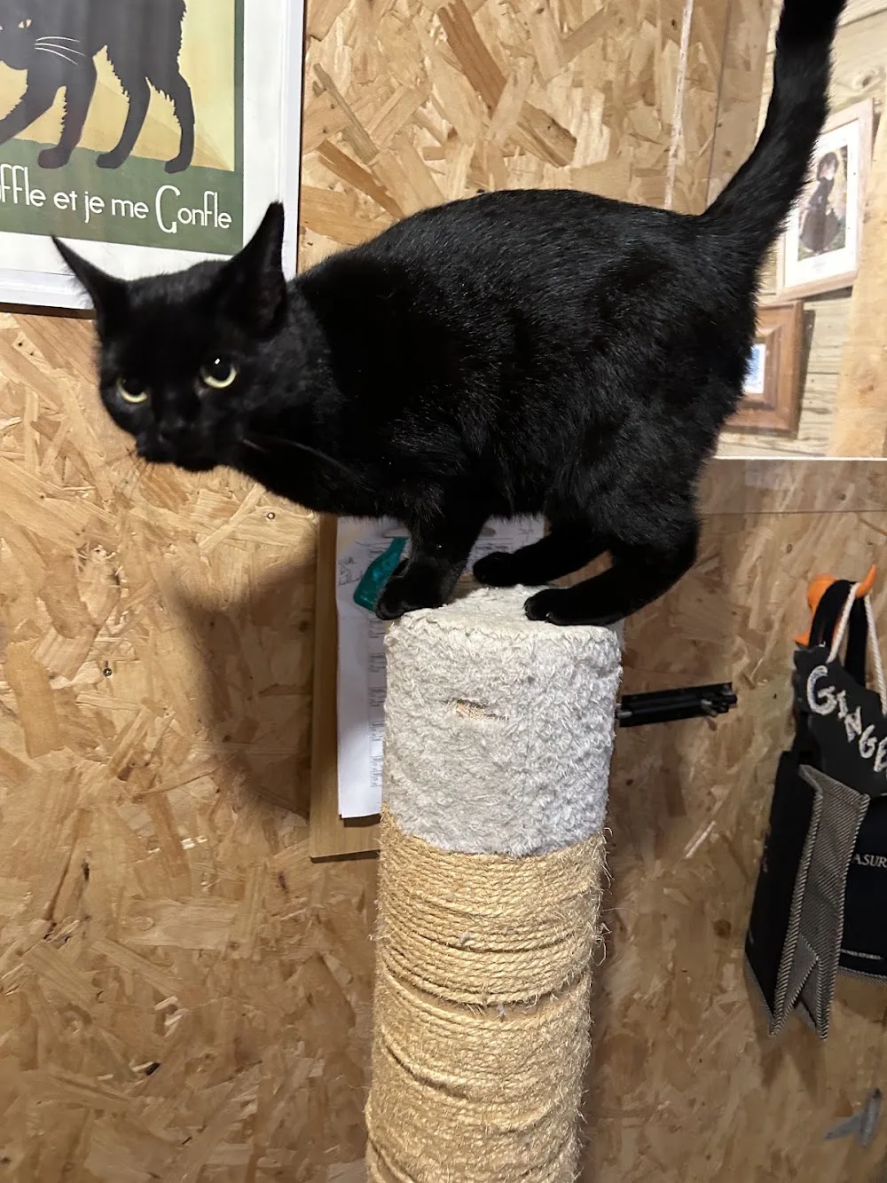 Cattery Cottage - Ireland pet otel görseli 10