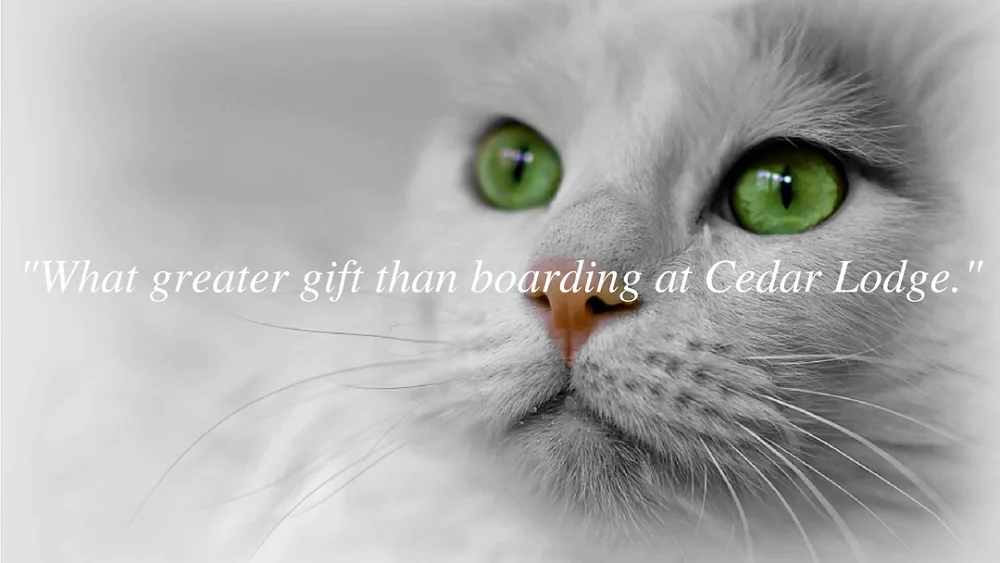 Cedar Lodge Cattery - Ireland pet otel görseli 10