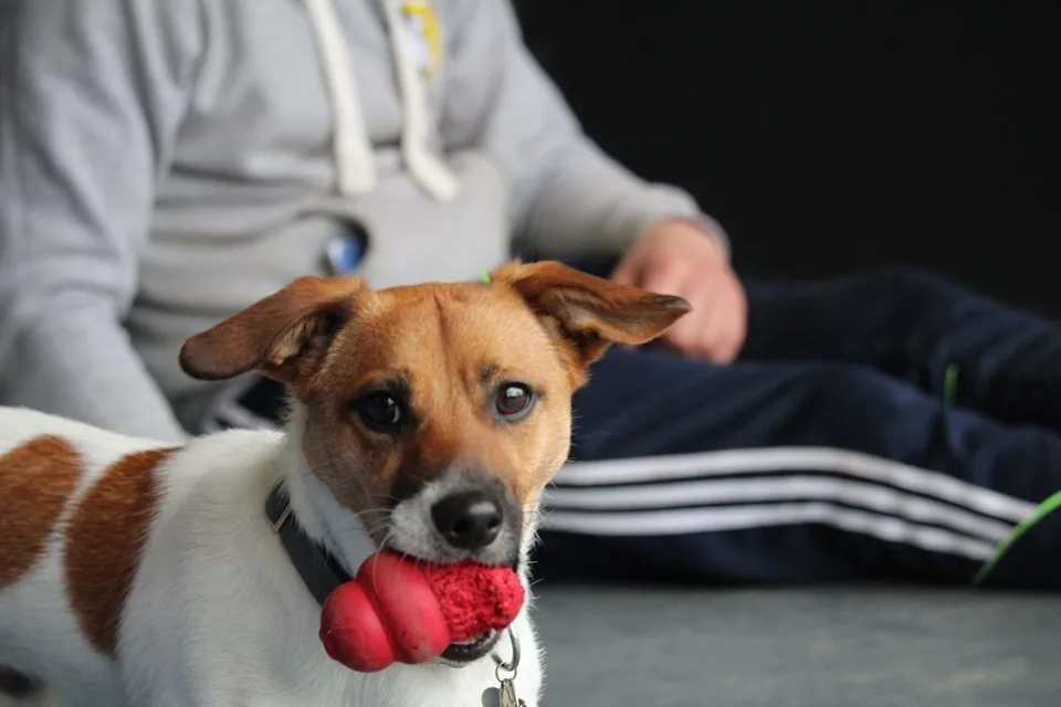 Clonlara Kennels and Cattery - Ireland pet otel görseli 3