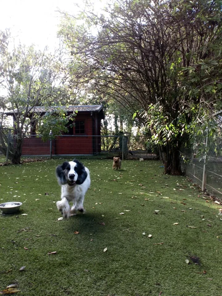 Deutsche Boarding Kennels & Cattery Limited - Ireland pet otel görseli 6