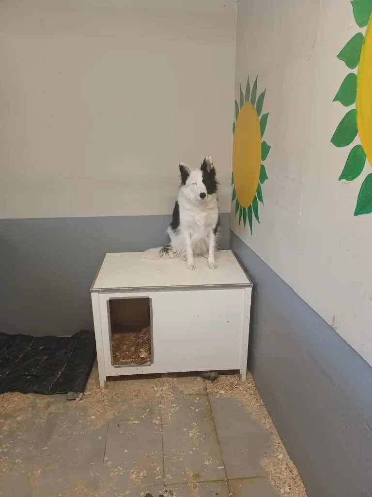 Dog Boarding Kennels Dublin - Delvin Kennels - Ireland pet otel görseli 7