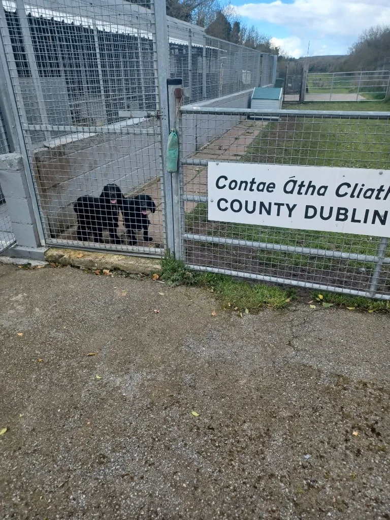 Dog Boarding Kennels Dublin - Delvin Kennels - Ireland pet otel görseli 10