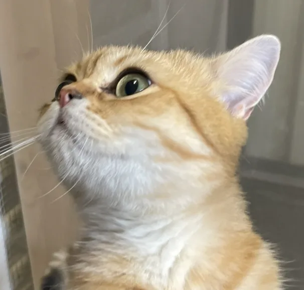 Dublin Cattery - Ireland pet otel görseli 2