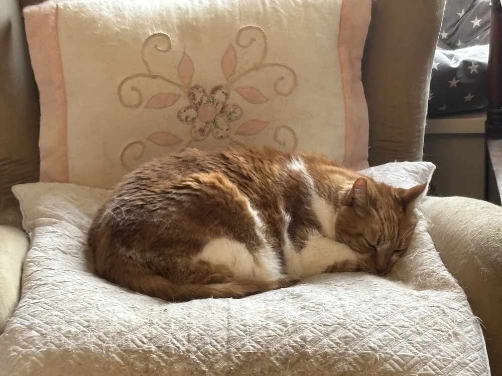 Dublin Cattery - Ireland pet otel görseli 7