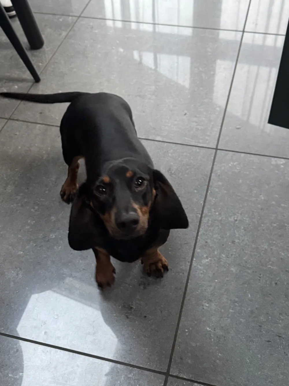 Fido’s 4eva Kennels - Ireland pet otel görseli 3