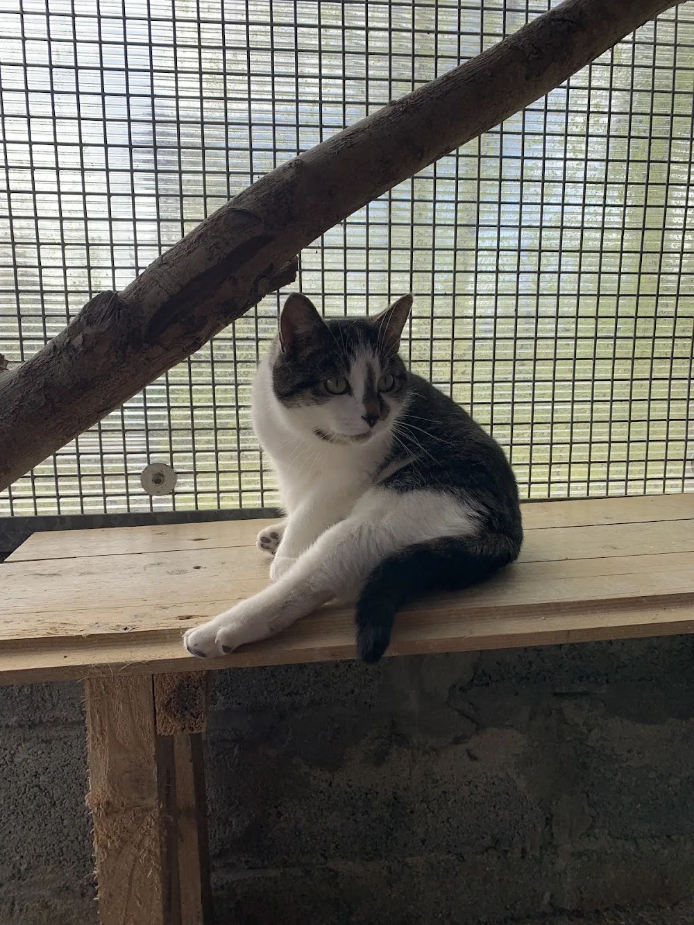 Furbabies Cattery - Ireland pet otel görseli 11
