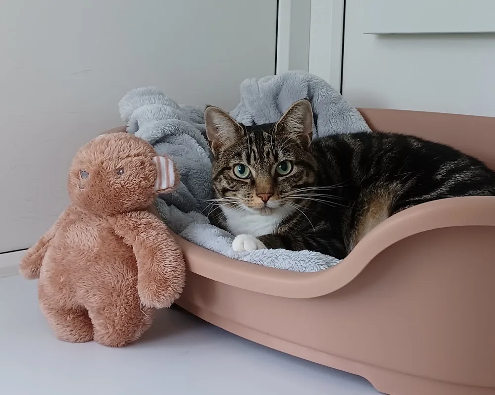 Graigues Cottage Cattery - Ireland pet otel görseli 11
