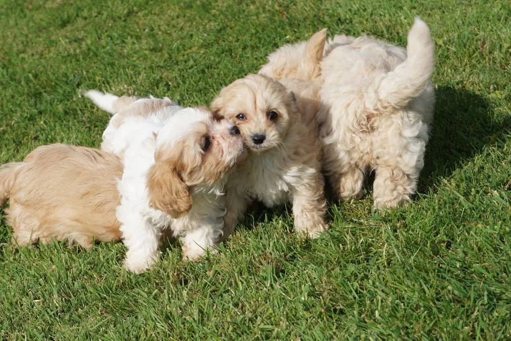 Green Valley Kennel - Ireland pet otel görseli 2