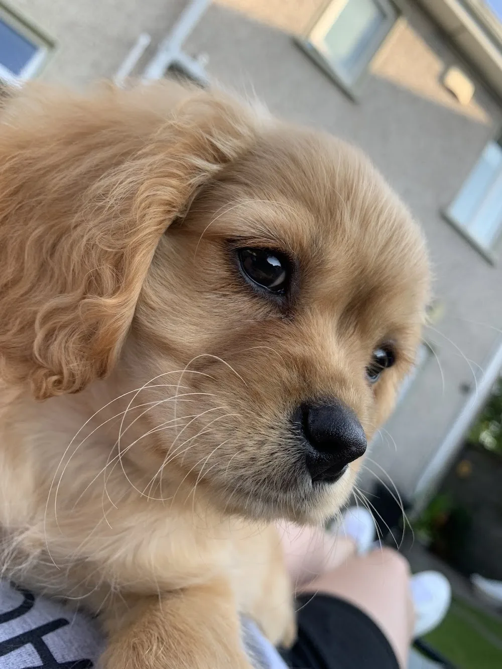 Green Valley Kennel - Ireland pet otel görseli 7