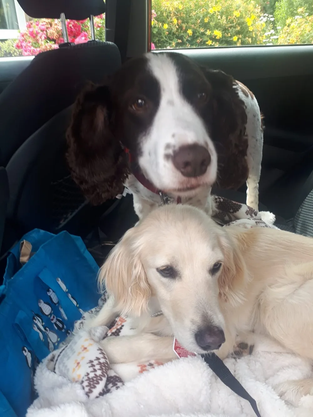 Haven Boarding Kennels - Ireland pet otel görseli 2