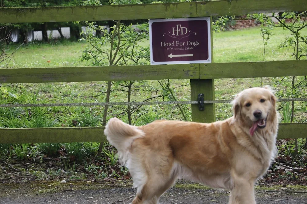 Hotel For Dogs - Ireland pet otel görseli 14