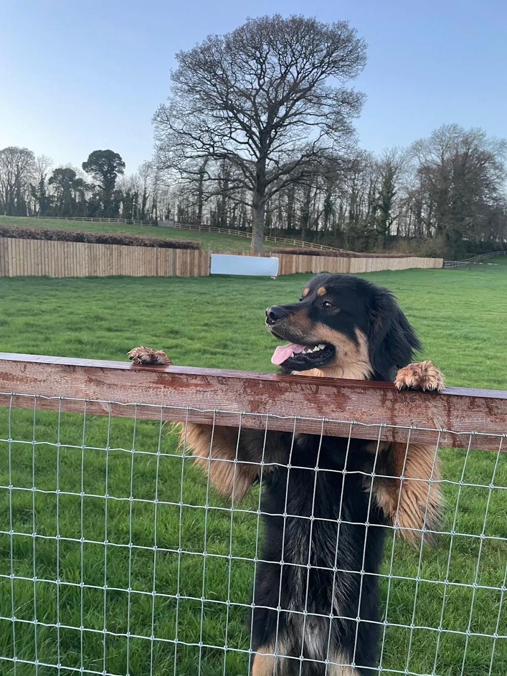 Hotel For Dogs - Ireland pet otel görseli 11