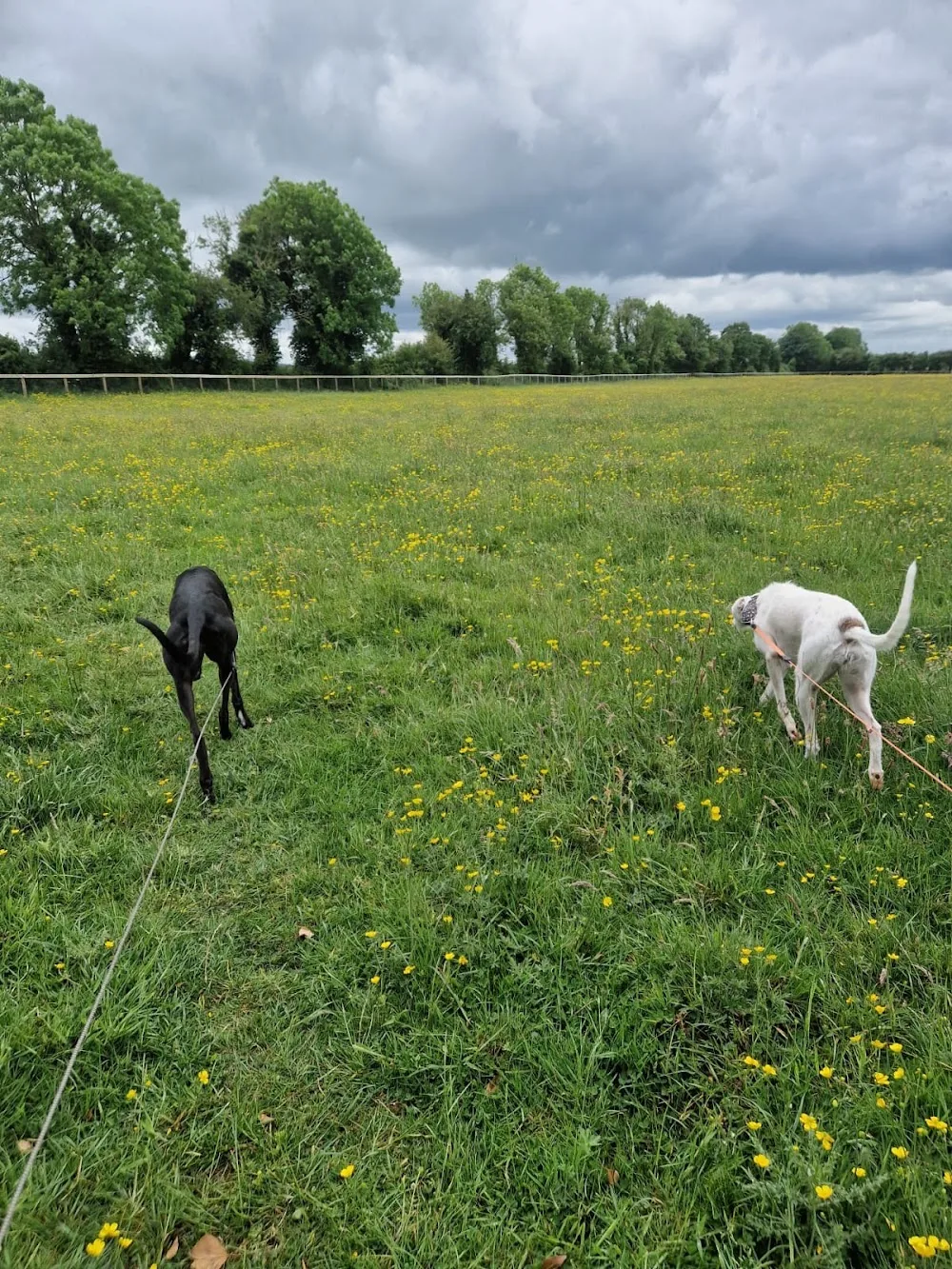 Kildare Boarding Kennels - Ireland pet otel görseli 3