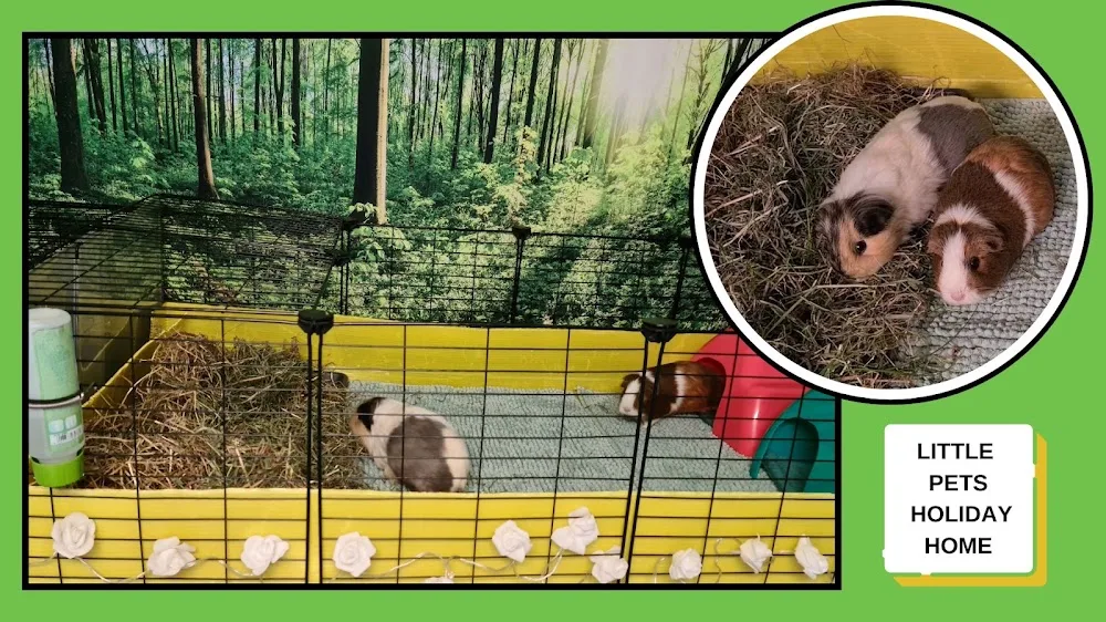 Little Pets Holiday Home Small Animal Boarding - Ireland pet otel görseli 14