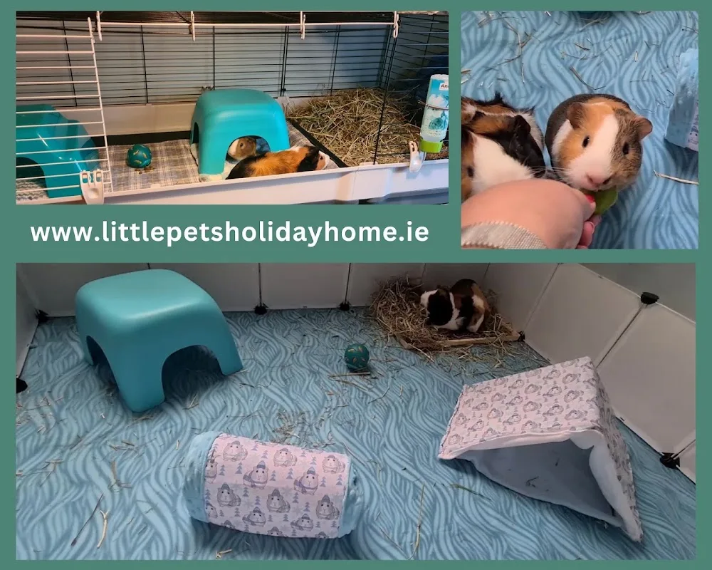 Little Pets Holiday Home Small Animal Boarding - Ireland pet otel görseli 7