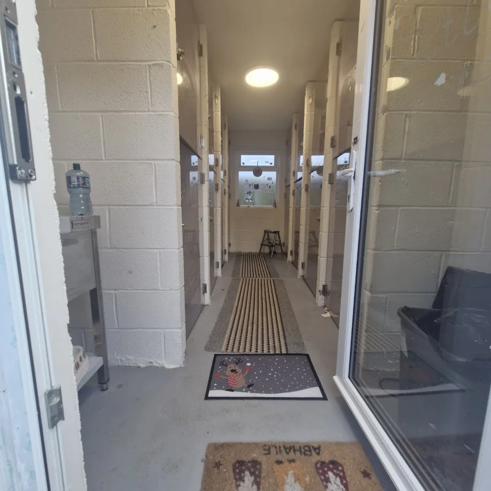 LittleLions Cattery - Ireland pet otel görseli 6