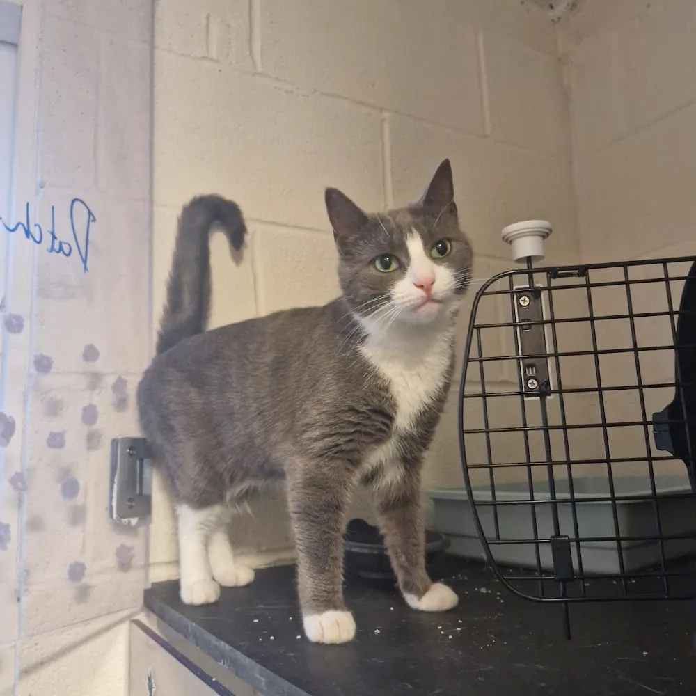 LittleLions Cattery - Ireland pet otel görseli 7