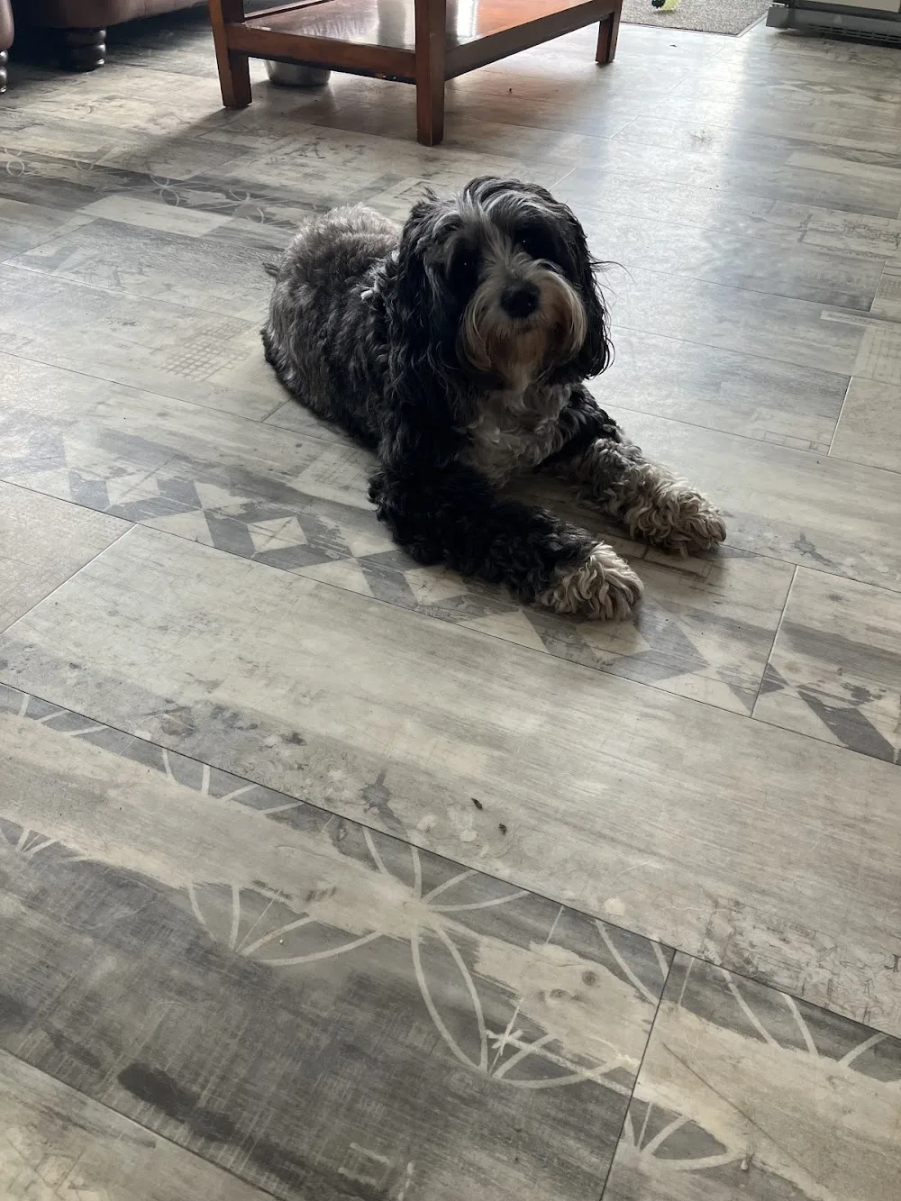 Moyvalley Pet Hotel - Ireland pet otel görseli 14