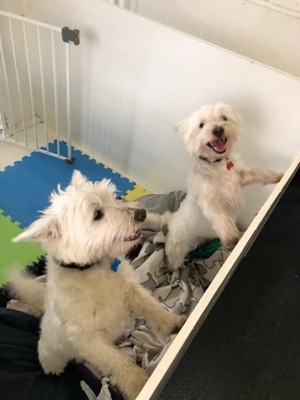 Moyvalley Pet Hotel - Ireland pet otel görseli 15