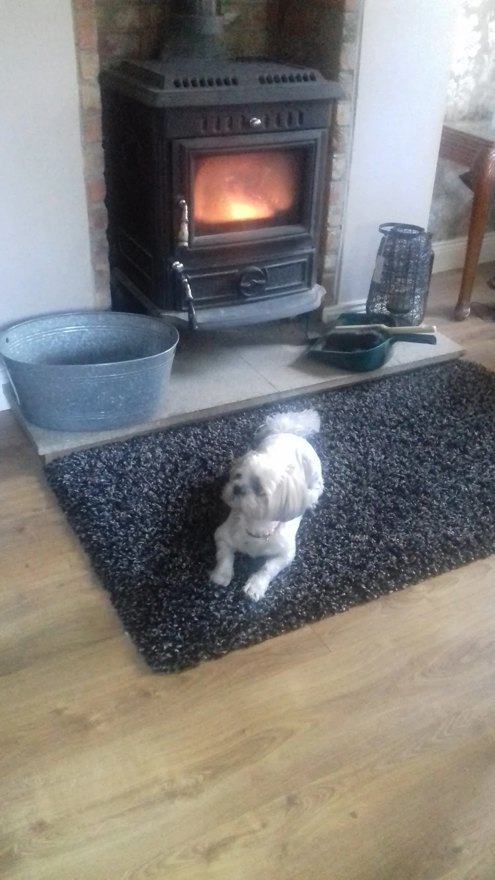 Newcastle Boarding Kennels - Ireland pet otel görseli 7