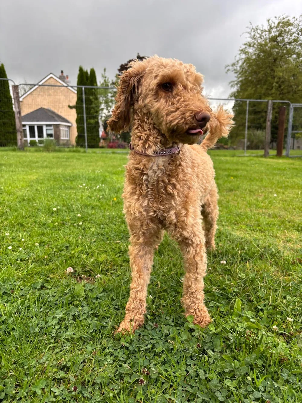 Not Just Hotel Dog Boarding Kennels - Ireland pet otel görseli 7