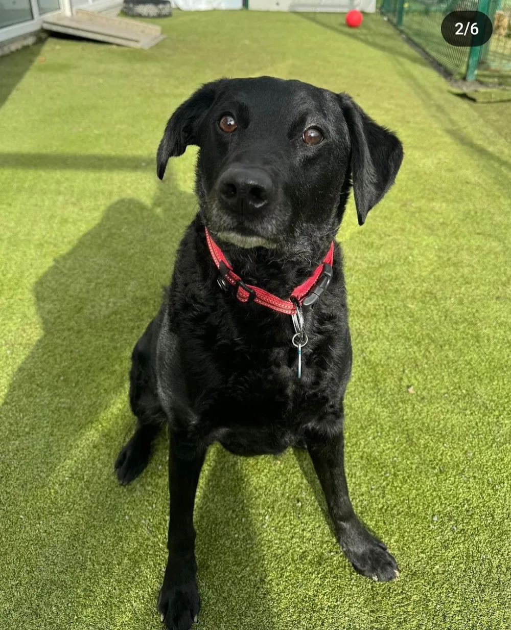 NSPCA Pet Hotel & Doggie Daycare - Ireland pet otel görseli 3