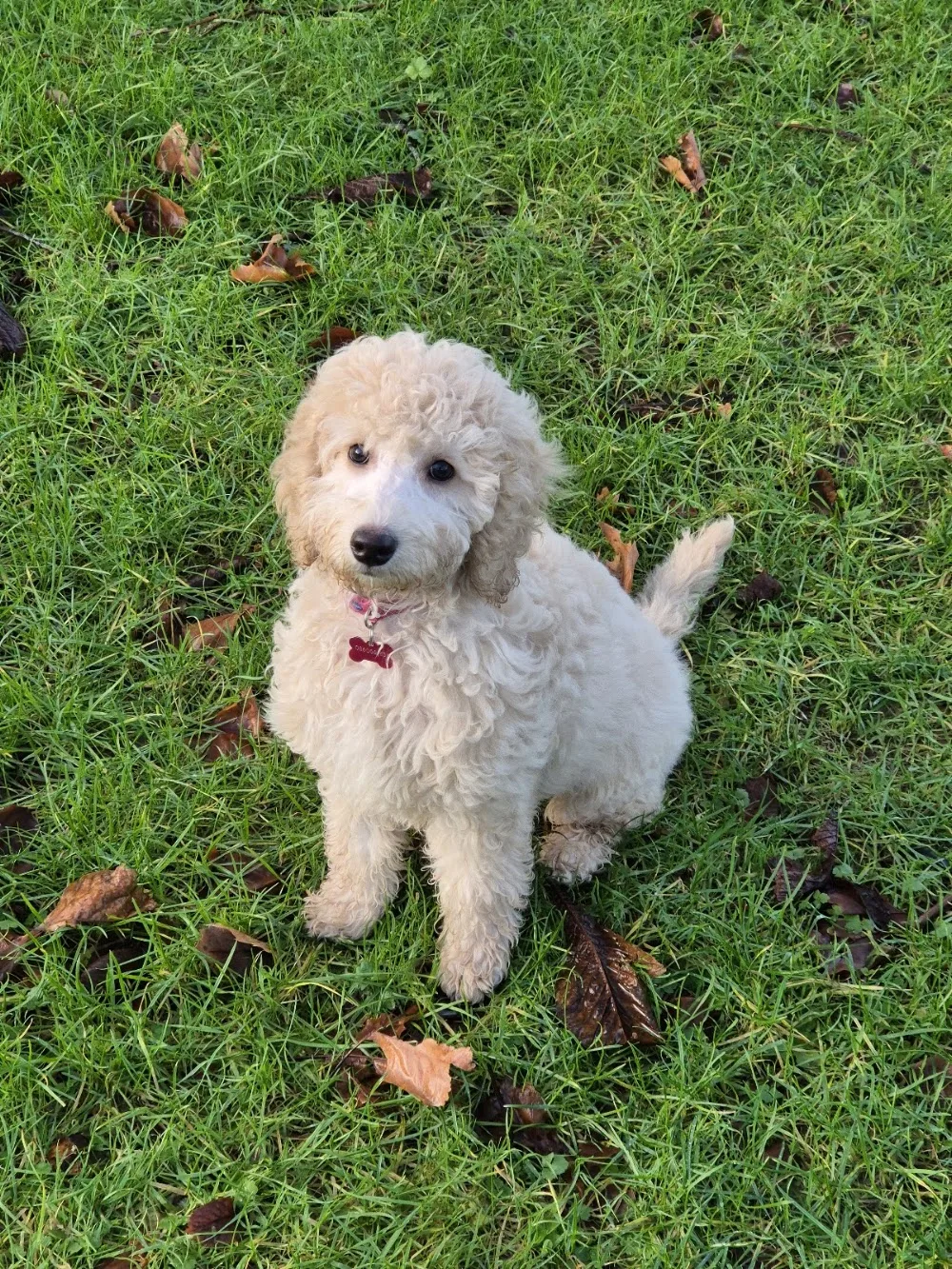Rathrush Kennels - Ireland pet otel görseli 3