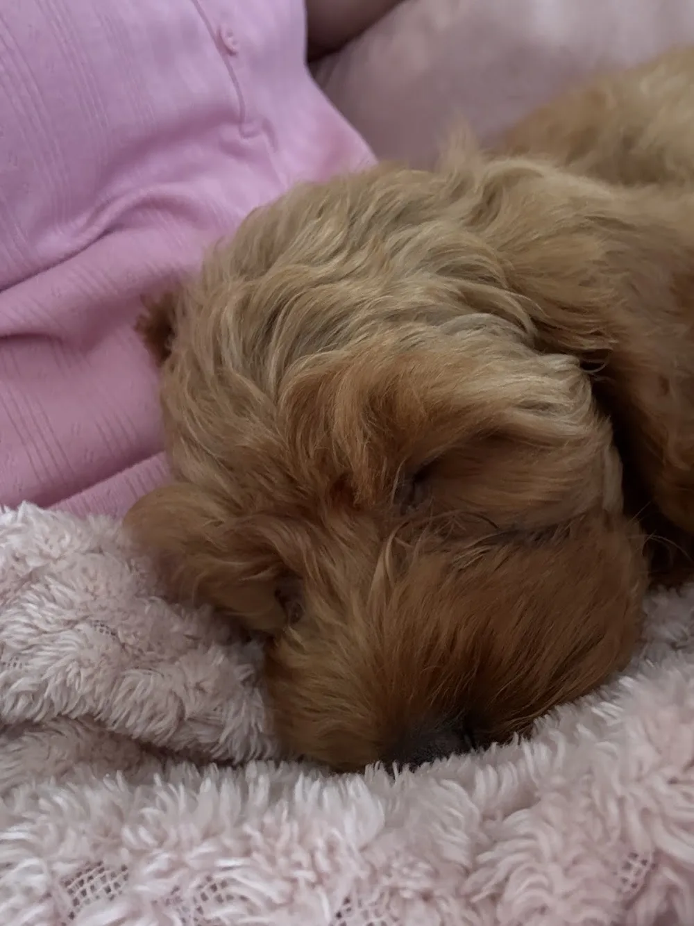 Rathrush Kennels - Ireland pet otel görseli 6