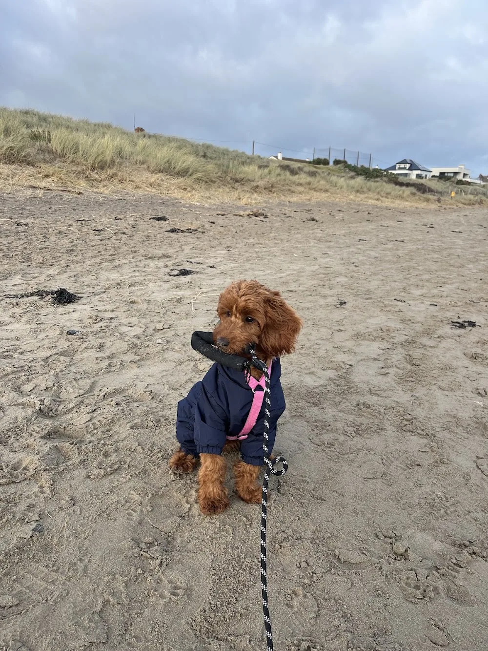 Rossbane Kennels - Ireland pet otel görseli 7