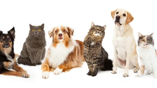 Slievardagh Pet Hotel - Ireland pet otel görseli 2
