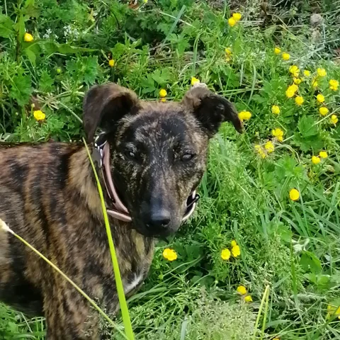 Slievardagh Pet Hotel - Ireland pet otel görseli 17