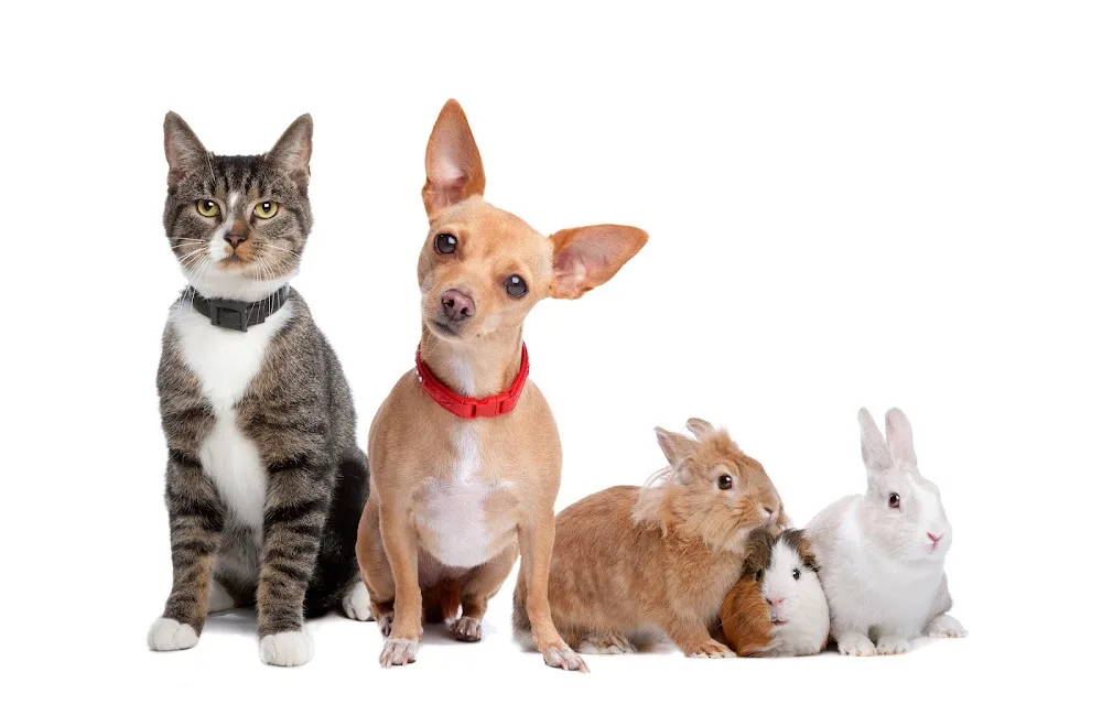 Slievardagh Pet Hotel - Ireland pet otel görseli 7