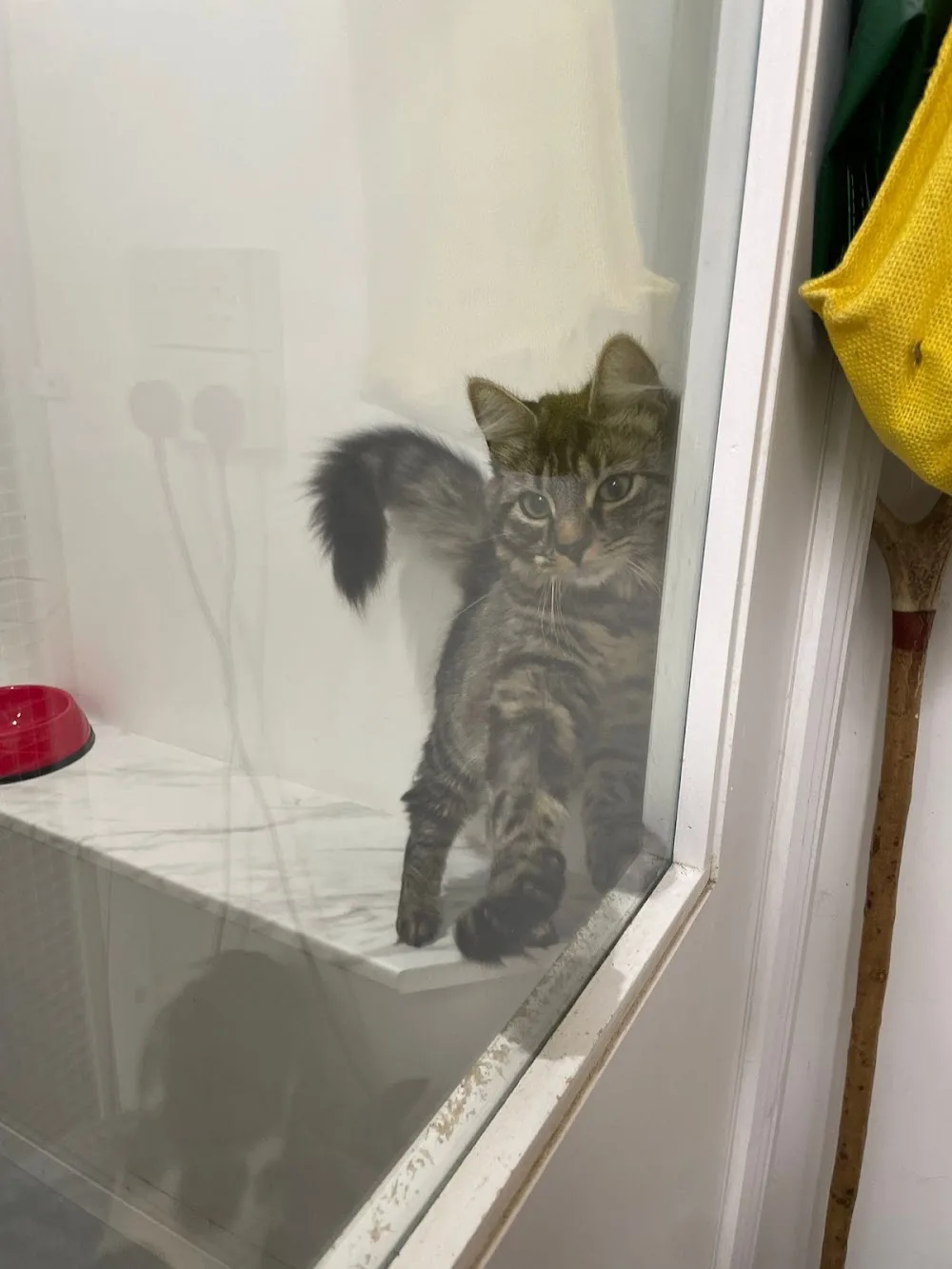 The Hillcrest Boarding Cattery - Ireland pet otel görseli 10