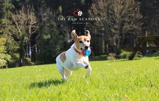 The Paw Seasons Dog Resort & Spa - Ireland pet otel görseli 2