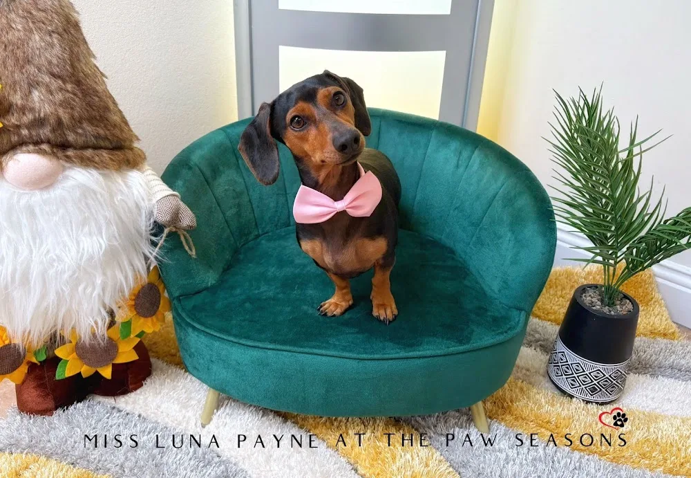 The Paw Seasons Dog Resort & Spa - Ireland pet otel görseli 3