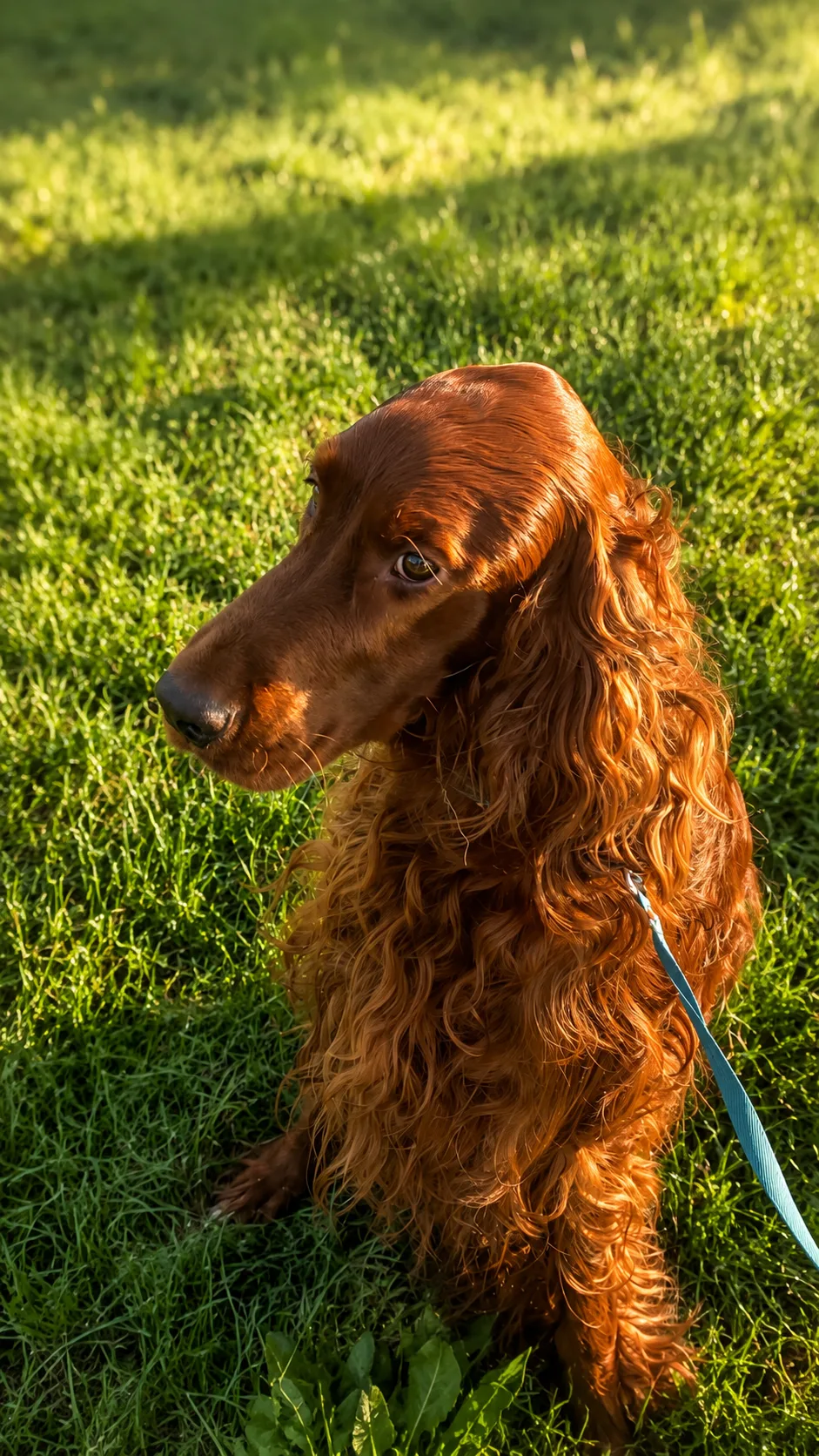 Thomastown Boarding Kennels - Ireland pet otel görseli 15