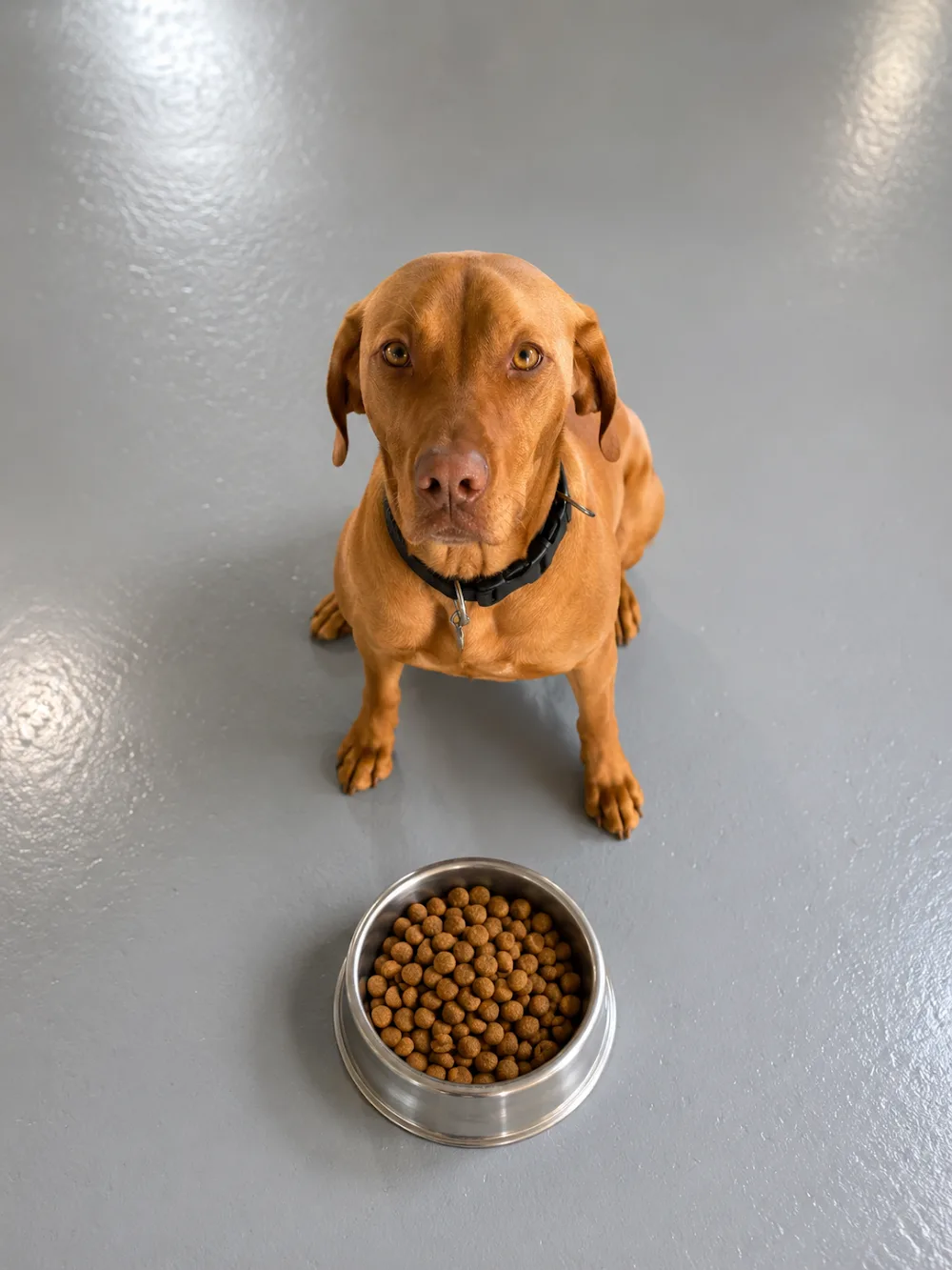 Thomastown Boarding Kennels - Ireland pet otel görseli 6