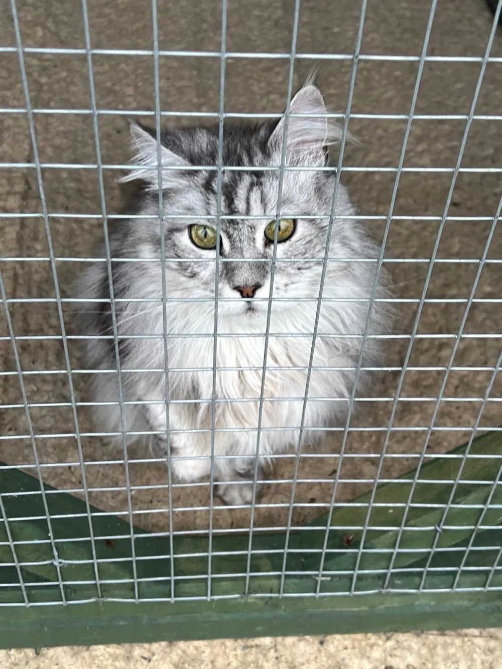 Tír Na Nóg Cattery - Ireland pet otel görseli 3