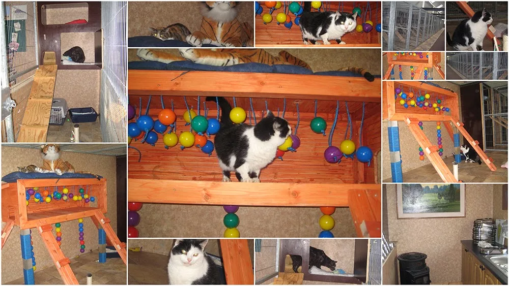 West City Kennels & Cattery - Ireland pet otel