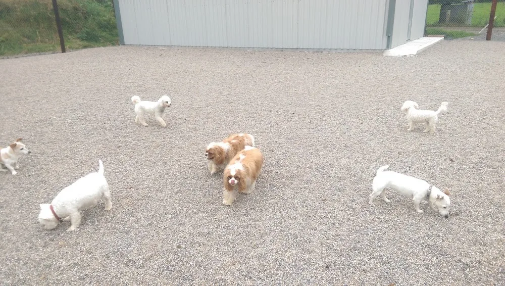 Whytes Boarding Kennels - Ireland pet otel görseli 2