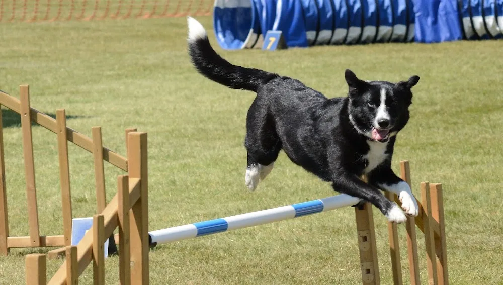 Canitrainer38 Pension canine & Nutrition chien - Isère pet otel görseli 3