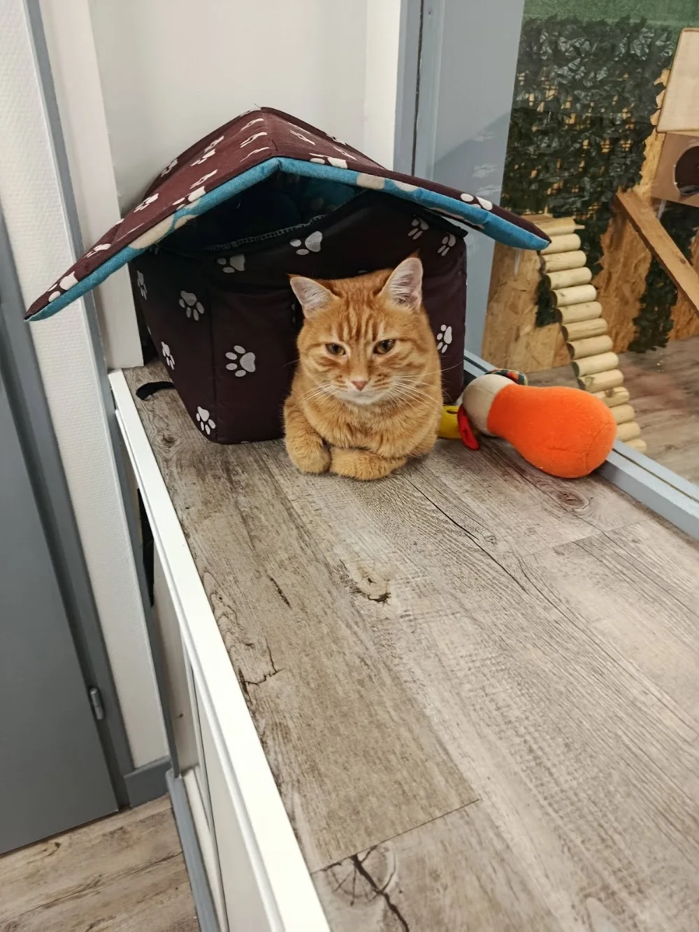 CatHouse Pension pour chats - Isère pet otel